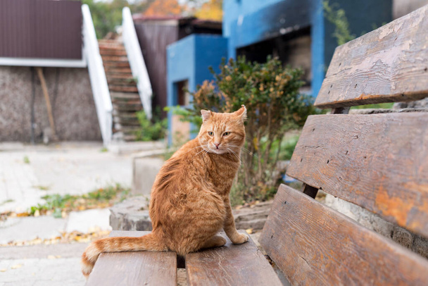 Gatto randagio rosso seduto su una panchina di legno in un parco cittadino. Concetto di protezione e adozione degli animali - Foto, immagini