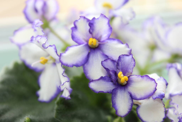 Bright beautiful violets in a pot - Photo, image