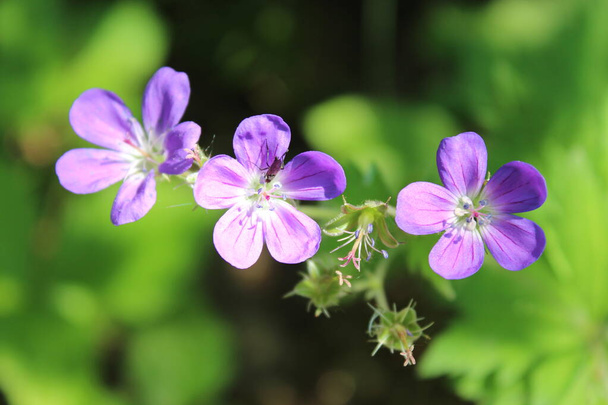 Three little purple flowers bloomed - Foto, imagen