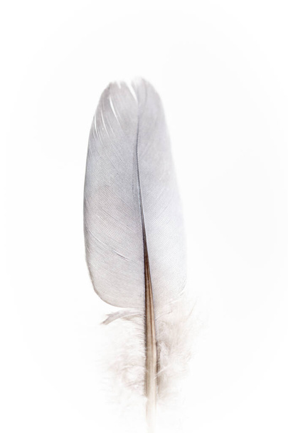 Texture and detail of a single wood pigeon feather with fluffy hairs. Detail and texture of a dove wing quill against a white background. - Фото, изображение