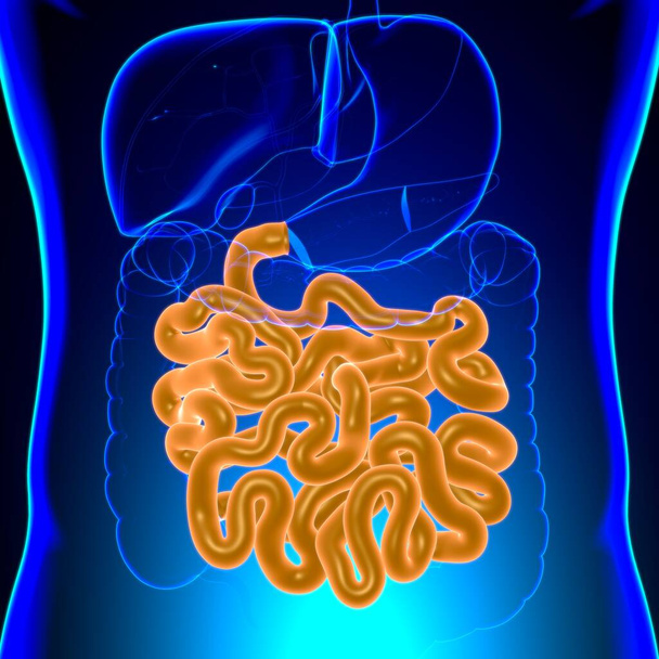 Illustration 3D de l'intestin grêle Anatomie du système digestif humain pour le concept médical - Photo, image