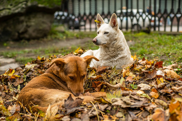 Streunende Hunde im Park im Laub, das in den Bäumen liegt. - Foto, Bild