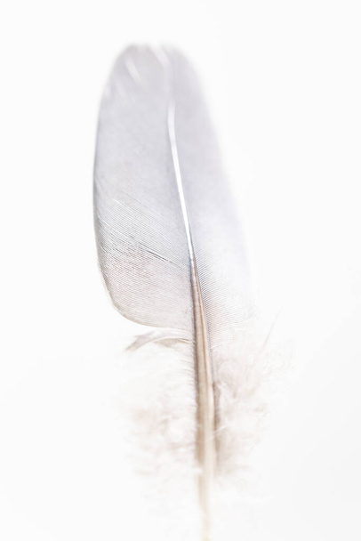 Brightly lit closeup of small single wood pigeon tail feather. Detail and texture of a dove wing quill against a white background. - Zdjęcie, obraz