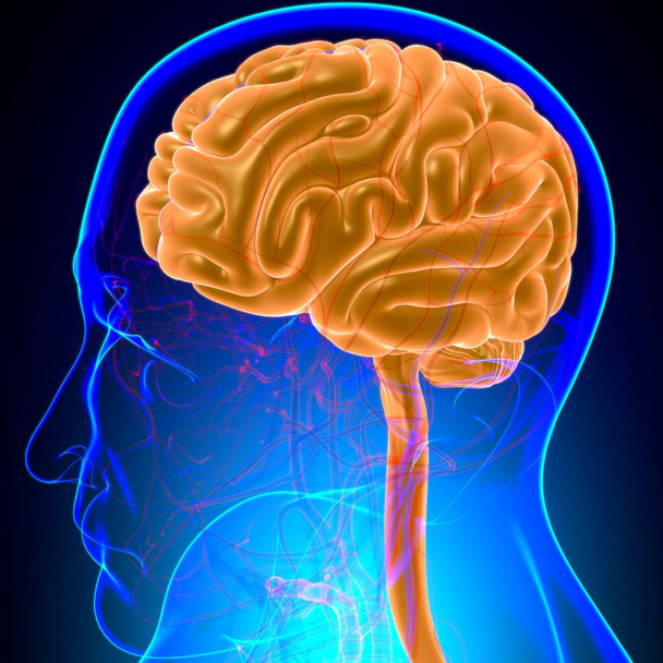 Menschliches Gehirn Anatomie für medizinisches Konzept 3D Illustration - Foto, Bild