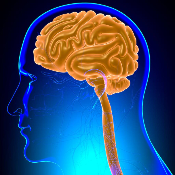 Ihmisen aivot anatomia lääketieteellinen käsite 3D-kuvitus - Valokuva, kuva