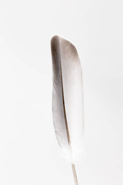 Shades of brown and white in a single wood pigeon feather. Detail and texture of a dove wing quill against a white background. - 写真・画像