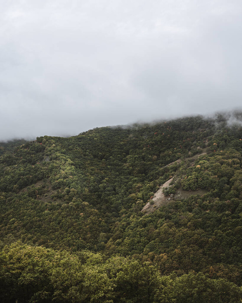 A vertical shot of a foggy forest - Fotó, kép