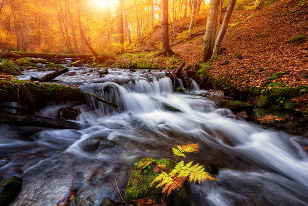 Amazing autumn landscape with sunny colorful forest and mountain stream, nature travel background suitable for wallpaper or cover - Photo, Image