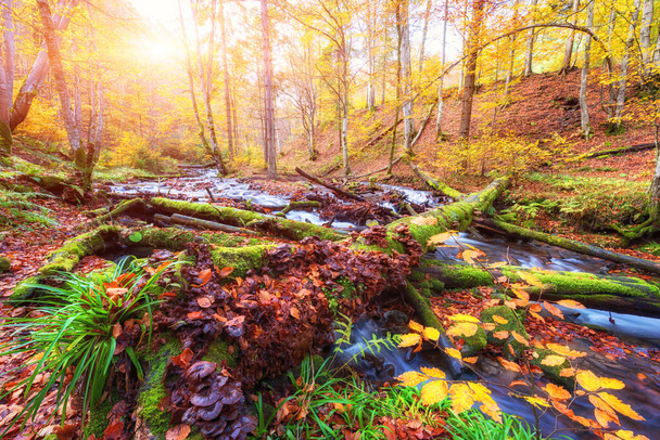 Καταπληκτικό φθινοπωρινό τοπίο με ηλιόλουστο πολύχρωμο δάσος και ρεύμα βουνού, φύση ταξιδιωτικό υπόβαθρο κατάλληλο για ταπετσαρία ή κάλυψη - Φωτογραφία, εικόνα