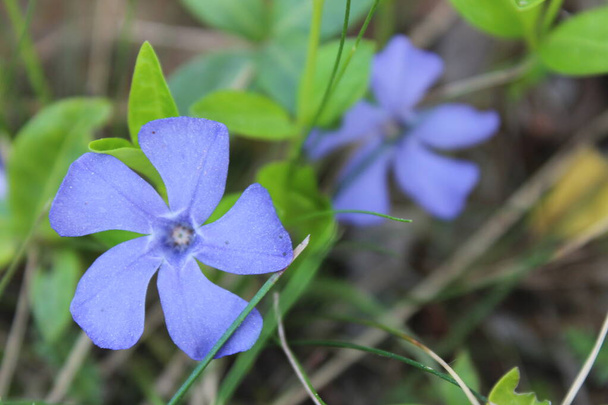 Beautiful blue curly periwinkle flower - Foto, imagen