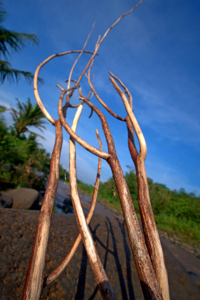 "тропический фон, вертикальный вид, сухие стволы деревьев, формирующие племенное искусство" - Фото, изображение