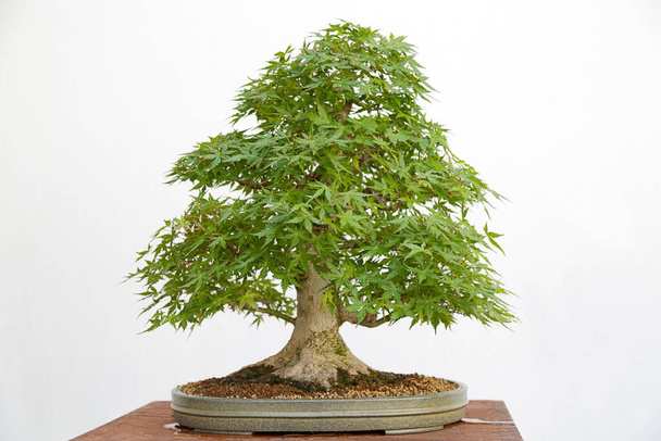 Acer palmatum Yamamomiji bonai на дерев'яному столі та білому тлі
 - Фото, зображення