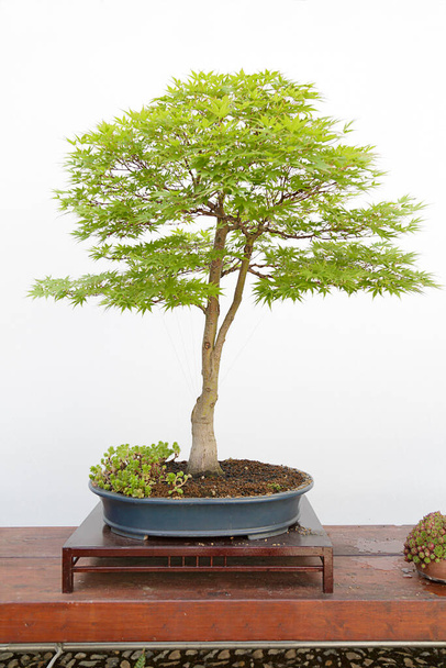 Acer palmatum sango kaku bonsai sobre una mesa de madera y fondo blanco - Foto, Imagen