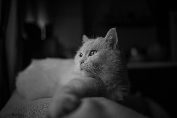 Zwart-wit portret van een wit gekleurde kat die uit het raam kijkt - Foto, afbeelding