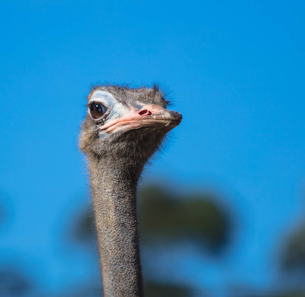 A closeup shot of ostrich head against a blue background - Фото, зображення