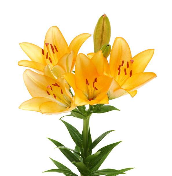 Beautiful lilies on a white background - Photo, Image
