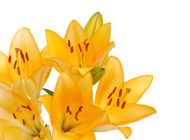 Beautiful lilies on a white background - Photo, Image