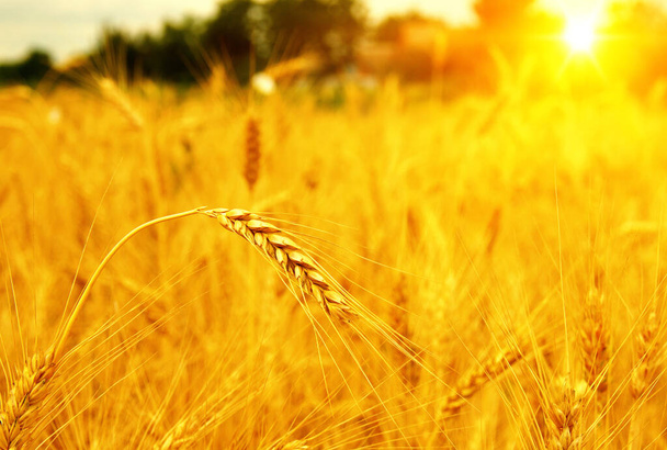 Weizenfeld an der Sonne. Ernte- und Ernährungskonzept - Foto, Bild