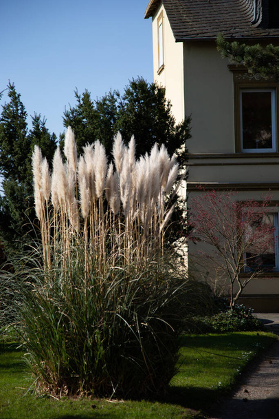 A vertical shot of white fluffy plants beside a white house - Photo, image