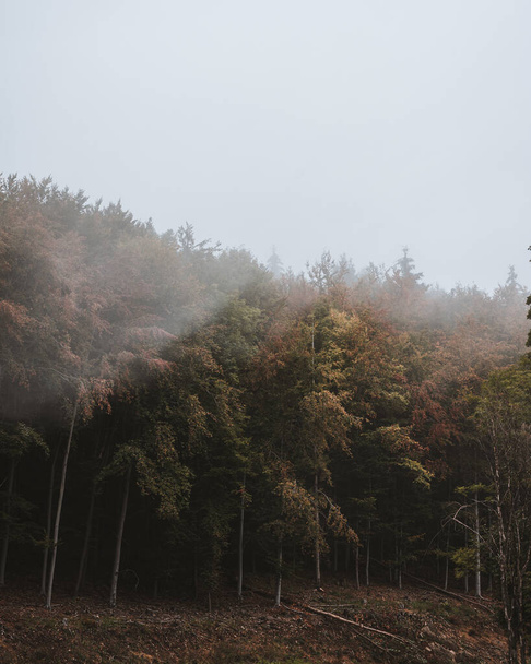 A vertical shot of a forest - 写真・画像