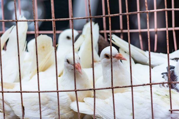 Colombe di piccione bianco in una gabbia metallica, in vendita al mercato di strada a Qingdao, provincia di Shandong in Cina - Foto, immagini