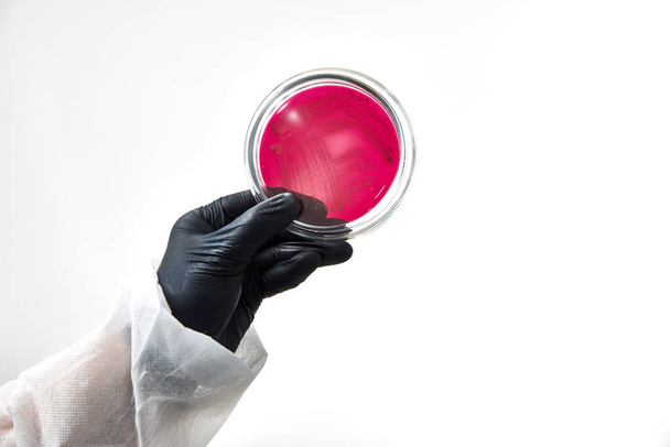 chemik w rękawiczkach w laboratorium. proces testowania z płytą szklaną i próbką. wirusy i koncepcja opieki zdrowotnej - Zdjęcie, obraz