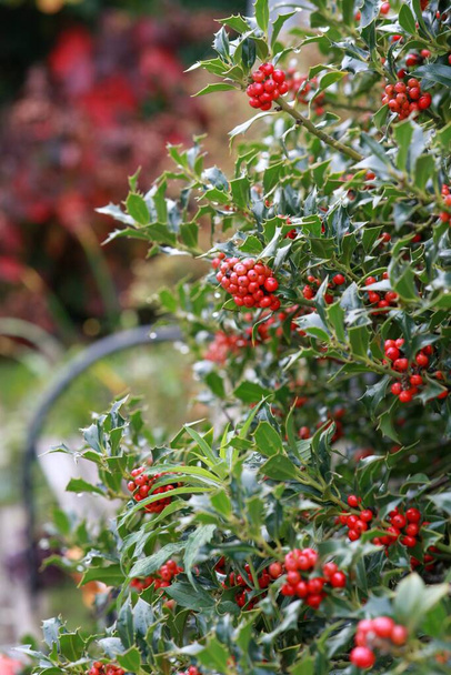 small holly trees with berries - Photo, Image
