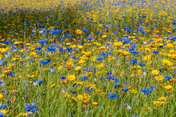 Feld blauer und gelber Wildblumen in voller Blüte an einem sonnigen Tag. - Foto, Bild