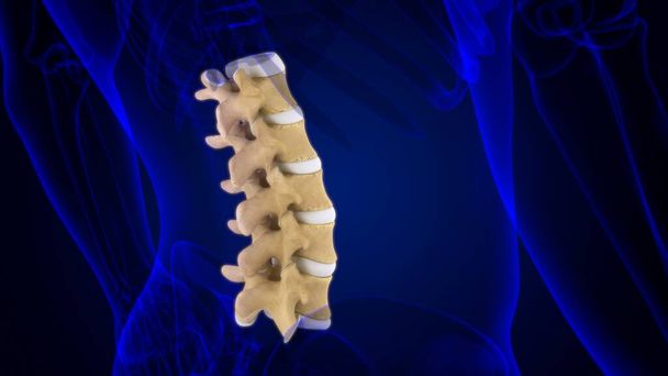 Colonna vertebrale scheletro umano Vertebre lombari Anatomia 3D Illustrazione - Foto, immagini