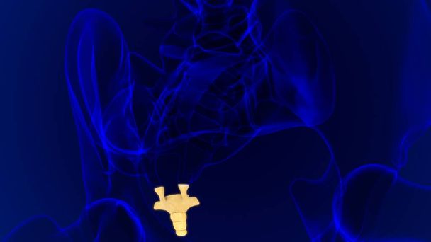 ヒューマンスケルトン縦型コラム｜Coccyx or tail bone解剖学3Dイラスト - 写真・画像