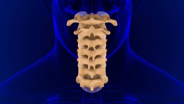 Human Skeleton Vertebral Column Cervical Vertebrae Anatomy 3D Illustration - Photo, Image