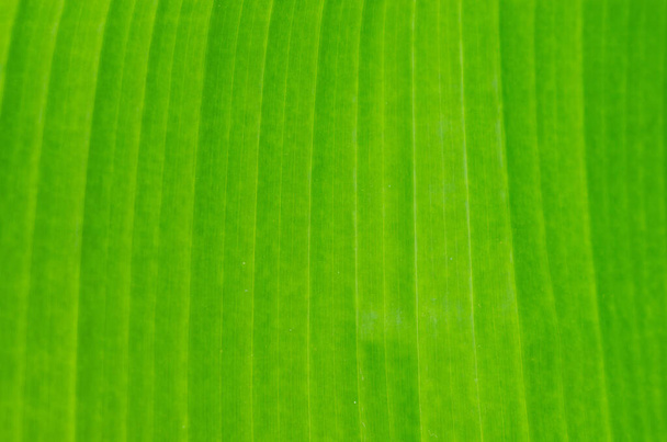 Banane verte sur un arbre aux feuilles, fleurs et fruits - Photo, image