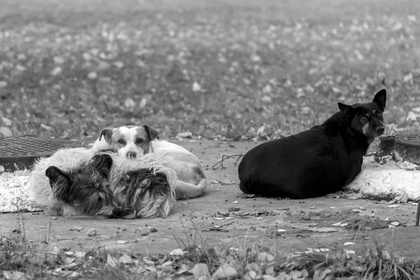 Flock of a sad homeless dogs on a cold spring afternoon, black and white photo - Photo, Image