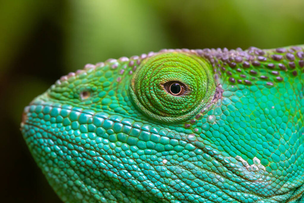 A Close-up, macro shot of a green chameleon - Photo, Image