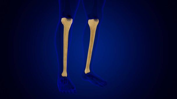 Lidská kostra anatomie Tibia kostní 3D vykreslování pro lékařské pojetí - Fotografie, Obrázek