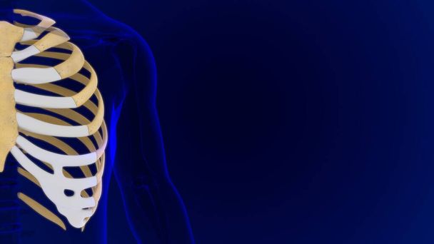 Rendering 3D della gabbia toracica anatomica dello scheletro umano per concetto medico - Foto, immagini
