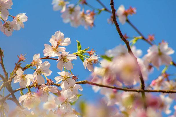 Kevätkukkia. Kaunis kirsikka kukkii puussa aurinkoisena kevätpäivänä. Kukkatausta - Valokuva, kuva