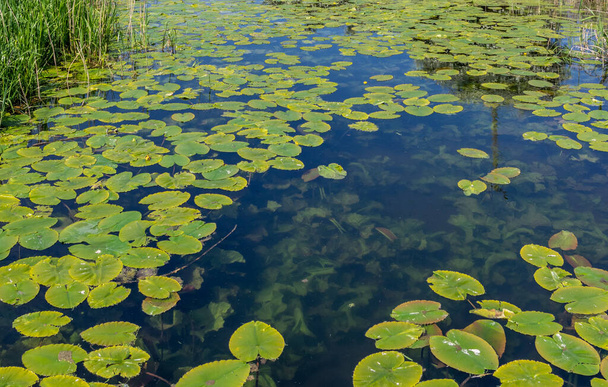 Waterlelies op Pocklington Canal op een zonnige dag. - Foto, afbeelding