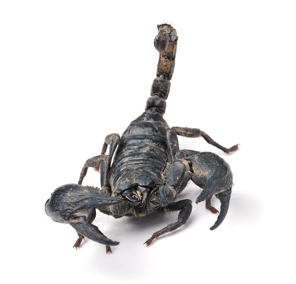 skorpion - Zdjęcie, obraz