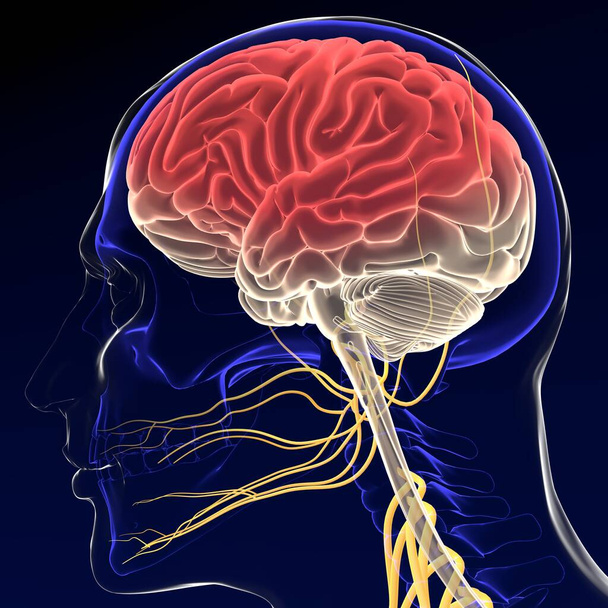 3D illusztráció agy idegrendszerrel 3D render - Fotó, kép