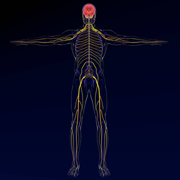 Cervello di illustrazione 3d con rendering 3D del sistema nervoso - Foto, immagini