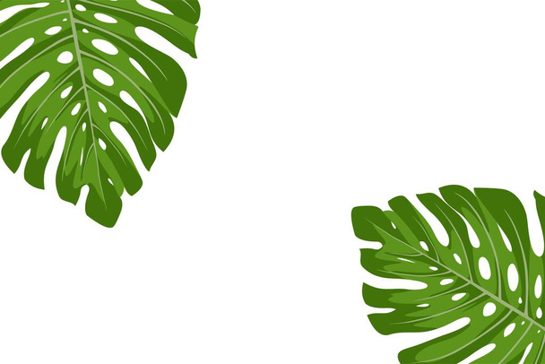 Monstera leaf or swiss cheese leaf on the corner of the white background - Vecteur, image