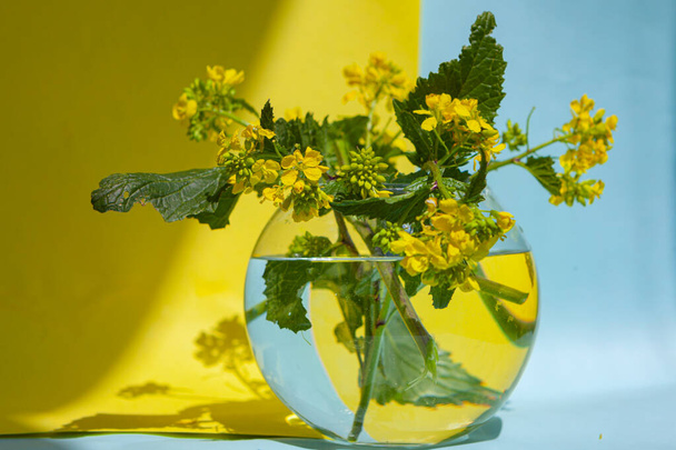 シナピス・アルベンシス(Sinapis arvensis)は、水滴のついたガラスの花瓶に対するマスタードスプリングイエローの花。青と黄色の背景にシナピスarvensisの花束。あなたのテキスト画像のためのスペース - 写真・画像