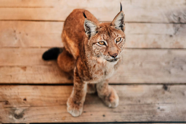 Beau portrait d'un lynx sur un sol en bois. Mise au point sélective et flou à travers les barres de cage. Protection des droits des animaux. - Photo, image