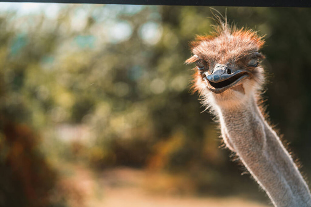 Cara de avestruz de cerca. Vida silvestre y derechos de los animales - Foto, imagen