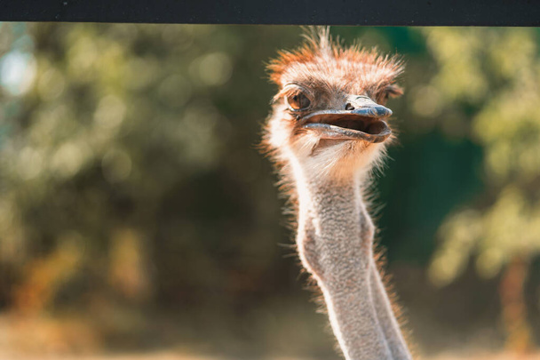 Cara de avestruz de cerca. Vida silvestre y derechos de los animales - Foto, imagen