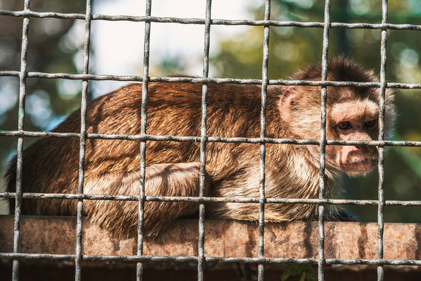 Η μαϊμουδίτσα κρατάει τις μεταλλικές ράβδους του κλουβιού με τα πόδια της. Έννοια της προστασίας των δικαιωμάτων των ζώων και της κατάχρησης ζώων. Η ιδέα της άγριας ζωής στην αιχμαλωσία. Επιλεκτική εστίαση. - Φωτογραφία, εικόνα