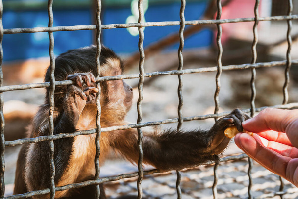 Le petit singe s'accroche aux tiges métalliques de la cage avec ses pattes. Protection des droits des animaux et concept d'abus des animaux. Faune en captivité idée. Concentration sélective. - Photo, image