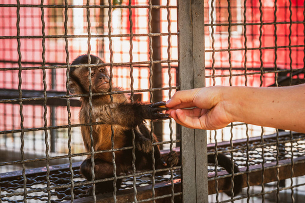 Маленька мавпа тримається за металеві стрижні клітки з лапами. Концепція захисту прав тварин та жорстокого поводження з тваринами. Дика природа в неволі ідея. Вибірковий фокус
. - Фото, зображення