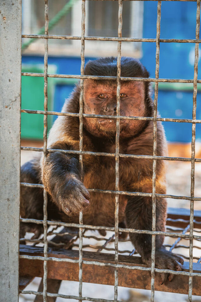 Η μαϊμουδίτσα κρατάει τις μεταλλικές ράβδους του κλουβιού με τα πόδια της. Έννοια της προστασίας των δικαιωμάτων των ζώων και της κατάχρησης ζώων. Η ιδέα της άγριας ζωής στην αιχμαλωσία. Επιλεκτική εστίαση. - Φωτογραφία, εικόνα